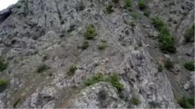 Keçilerin zirveye yolculuğu Keçilerin zirveye yolculuğu
