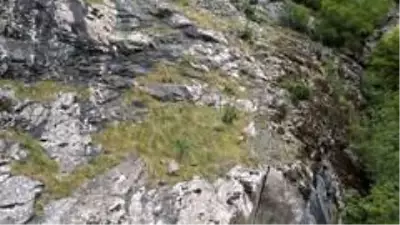 Keçilerin zirveye yolculuğu Keçilerin zirveye yolculuğu