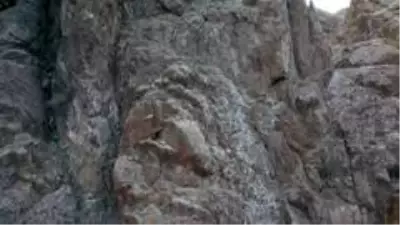 Keçilerin zirveye yolculuğu Keçilerin zirveye yolculuğu