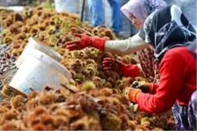 Kestane hasadı bitti, şeker üretimi başladı Kestane hasadı bitti, şeker üretimi başladı