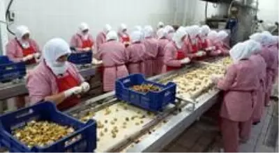 Kestane hasadı bitti, şeker üretimi başladı Kestane hasadı bitti, şeker üretimi başladı