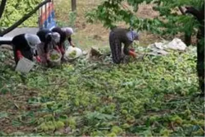 Kestane hasadı bitti, şeker üretimi başladı Kestane hasadı bitti, şeker üretimi başladı