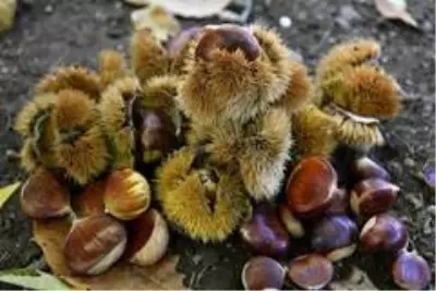 Kestane hasadı bitti, şeker üretimi başladı Kestane hasadı bitti, şeker üretimi başladı