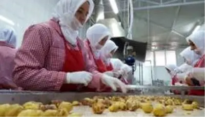 Kestane hasadı bitti, şeker üretimi başladı Kestane hasadı bitti, şeker üretimi başladı