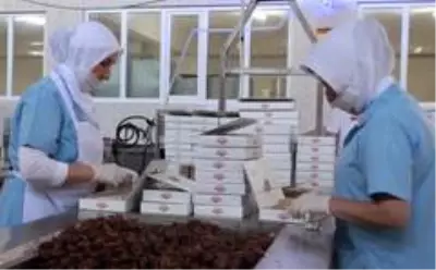 Kestane hasadı bitti, şeker üretimi başladı Kestane hasadı bitti, şeker üretimi başladı