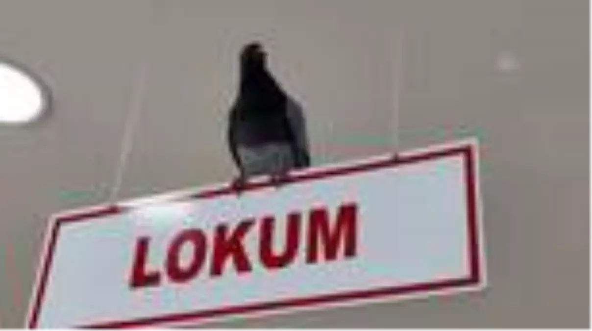 Kuruyemişçiye giren güvercinler çalışanlara zor anlar yaşattı