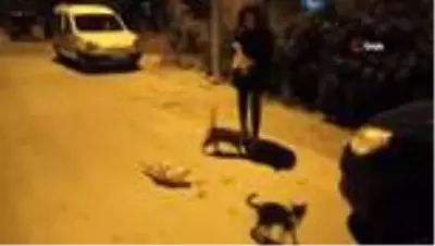 Ortaokul öğrencisinden örnek davranış...Biriktirdiği harçlıklarıyla sokak hayvanlarına mama alıyor Ortaokul öğrencisinden örnek davranış...Biriktirdiği harçlıklarıyla sokak hayvanlarına mama alıyor