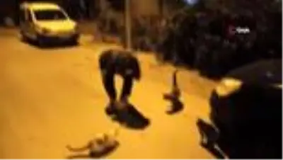 Ortaokul öğrencisinden örnek davranış...Biriktirdiği harçlıklarıyla sokak hayvanlarına mama alıyor Ortaokul öğrencisinden örnek davranış...Biriktirdiği harçlıklarıyla sokak hayvanlarına mama alıyor
