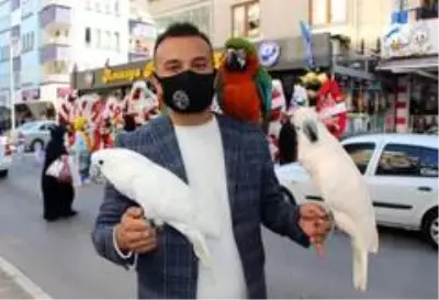 Otomobil fiyatına papağan