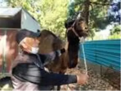 Trafikte koşturulan deve, yeni yerinde koruma altında