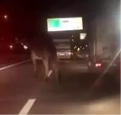 Trafikte koşturulan deve, yeni yerinde koruma altında