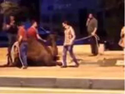 Trafikte koşturulan deve, yeni yerinde koruma altında