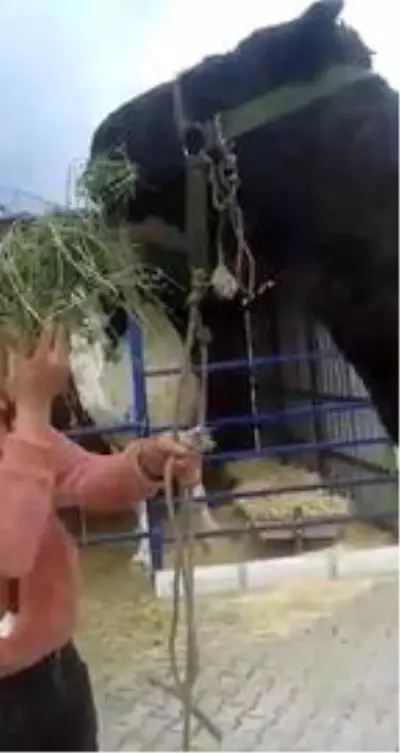 Trafikte koşturulan deve, yeni yerinde koruma altında