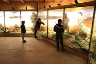 Yenice ormanlarının yaban hayatını müzede keşfediyorlar Yenice ormanlarının yaban hayatını müzede keşfediyorlar