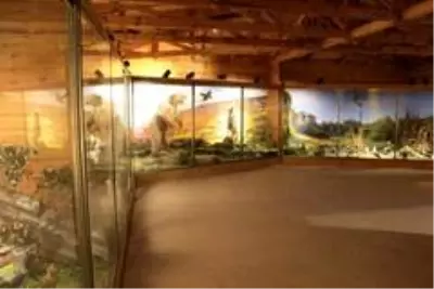 Yenice ormanlarının yaban hayatını müzede keşfediyorlar Yenice ormanlarının yaban hayatını müzede keşfediyorlar