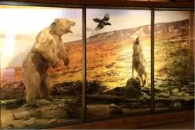 Yenice ormanlarının yaban hayatını müzede keşfediyorlar Yenice ormanlarının yaban hayatını müzede keşfediyorlar
