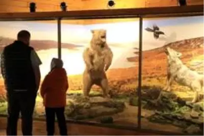 Yenice ormanlarının yaban hayatını müzede keşfediyorlar Yenice ormanlarının yaban hayatını müzede keşfediyorlar