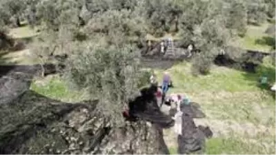 Bahçeden şişeye zeytinyağının öyküsü