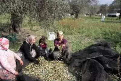 Bahçeden şişeye zeytinyağının öyküsü
