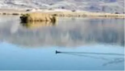 Bozkırın ortasındaki Ulaş Gölü'nde sonbahar güzelliği Bozkırın ortasındaki Ulaş Gölü'nde sonbahar güzelliği
