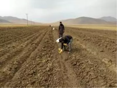 Çaldıran Belediyesinin ektiği patatesin hasadına başlandı Çaldıran Belediyesinin ektiği patatesin hasadına başlandı