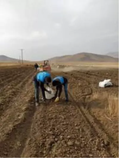 Çaldıran Belediyesinin ektiği patatesin hasadına başlandı Çaldıran Belediyesinin ektiği patatesin hasadına başlandı