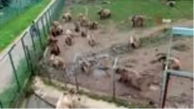 Hallerinden memnun olan ayılar kış uykusuna yatmıyor Hallerinden memnun olan ayılar kış uykusuna yatmıyor