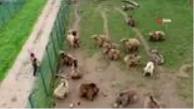 Hallerinden memnun olan ayılar kış uykusuna yatmıyor Hallerinden memnun olan ayılar kış uykusuna yatmıyor