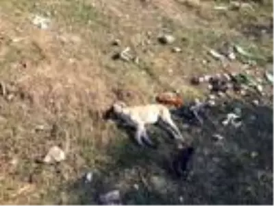 Isparta'da 7 köpeğin zehirlenmesine inceleme Isparta'da 7 köpeğin zehirlenmesine inceleme