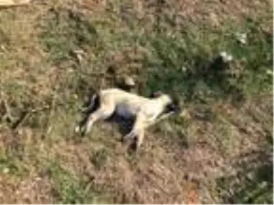 Isparta'da 7 köpeğin zehirlenmesine inceleme Isparta'da 7 köpeğin zehirlenmesine inceleme