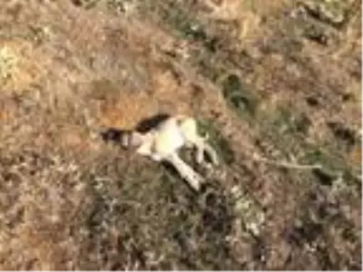 Isparta'da 7 köpeğin zehirlenmesine inceleme Isparta'da 7 köpeğin zehirlenmesine inceleme