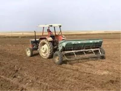 Mardin Ovasında buğday ekimi başladı Mardin Ovasında buğday ekimi başladı