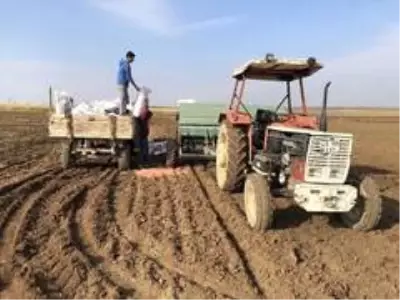 Mardin Ovasında buğday ekimi başladı Mardin Ovasında buğday ekimi başladı