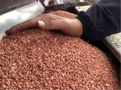 Mardin Ovasında buğday ekimi başladı Mardin Ovasında buğday ekimi başladı