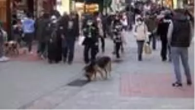 Mazgalı izleyen köpeğin sırrı ortaya çıktı Mazgalı izleyen köpeğin sırrı ortaya çıktı