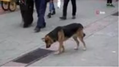 Mazgalı izleyen köpeğin sırrı ortaya çıktı Mazgalı izleyen köpeğin sırrı ortaya çıktı