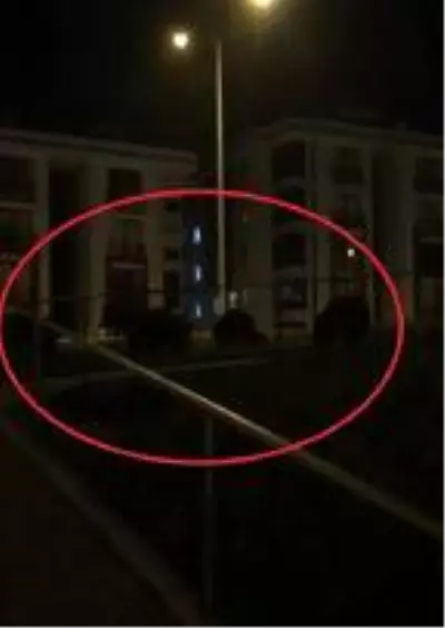 Mudanya'da görülen domuz sürüsü tedirginlik yarattı Mudanya'da görülen domuz sürüsü tedirginlik yarattı