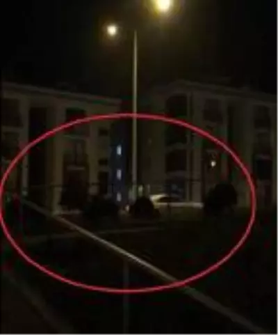 Mudanya'da görülen domuz sürüsü tedirginlik yarattı Mudanya'da görülen domuz sürüsü tedirginlik yarattı