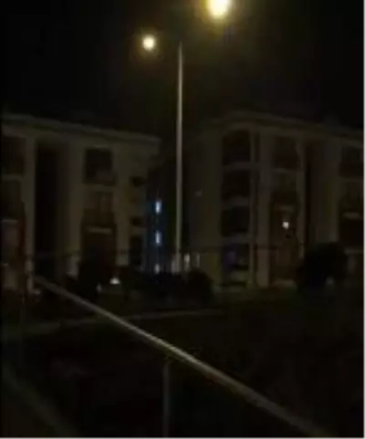 Mudanya'da görülen domuz sürüsü tedirginlik yarattı Mudanya'da görülen domuz sürüsü tedirginlik yarattı