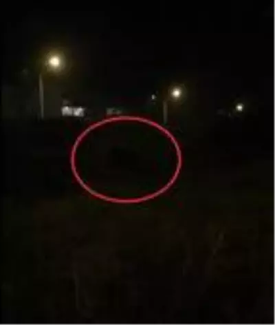 Mudanya'da görülen domuz sürüsü tedirginlik yarattı Mudanya'da görülen domuz sürüsü tedirginlik yarattı