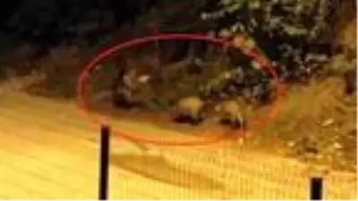 Mudanya'da görülen domuz sürüsü tedirginlik yarattı Mudanya'da görülen domuz sürüsü tedirginlik yarattı