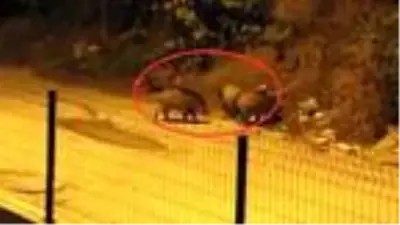 Mudanya'da görülen domuz sürüsü tedirginlik yarattı Mudanya'da görülen domuz sürüsü tedirginlik yarattı