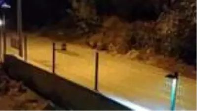 Mudanya'da görülen domuz sürüsü tedirginlik yarattı Mudanya'da görülen domuz sürüsü tedirginlik yarattı