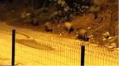 Mudanya'da görülen domuz sürüsü tedirginlik yarattı Mudanya'da görülen domuz sürüsü tedirginlik yarattı