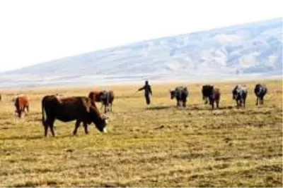 Sağır ve dilsiz kardeşler 20 yıldır çobanlık yapıyor