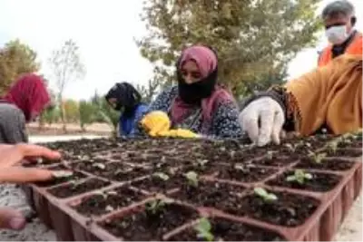 Şanlıurfa'da çiçek üretimi Şanlıurfa'da çiçek üretimi