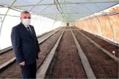 Şanlıurfa'da çiçek üretimi Şanlıurfa'da çiçek üretimi