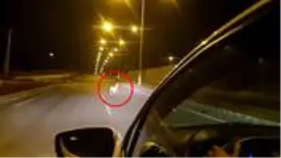 Şehir merkezinde yiyecek arayan kurt böyle görüntülendi Şehir merkezinde yiyecek arayan kurt böyle görüntülendi
