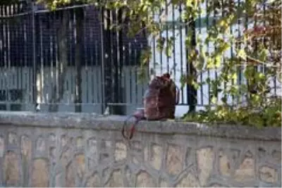 Şüpheli iki çanta fünyeyle patlatıldı