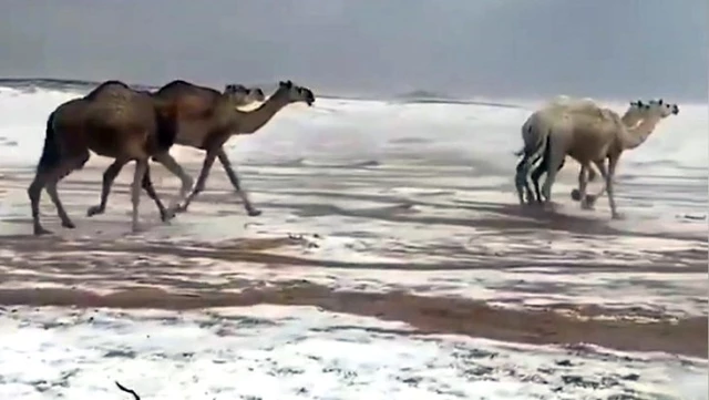 Suudi Arabistan'da karla kaplı çölde develerin yürüyüşü izlenme rekorları kırdı